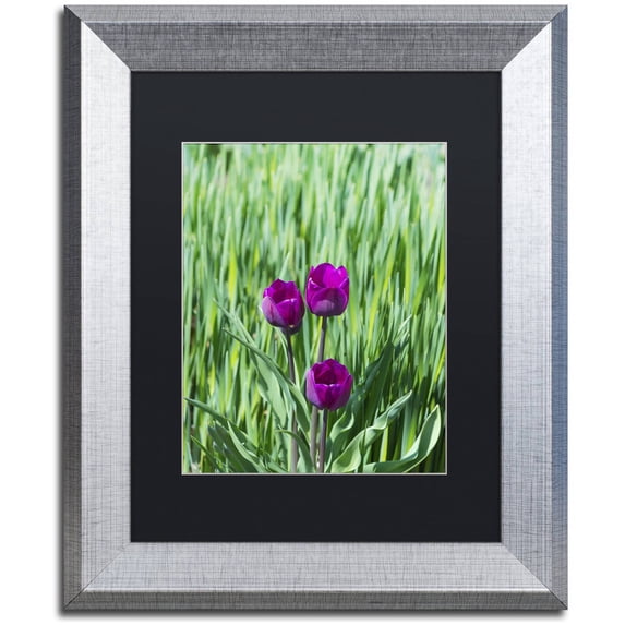 Trademark Fine Art "Healing Tulips" Canvas Art by Kurt Shaffer, Black Matte, Silver Frame