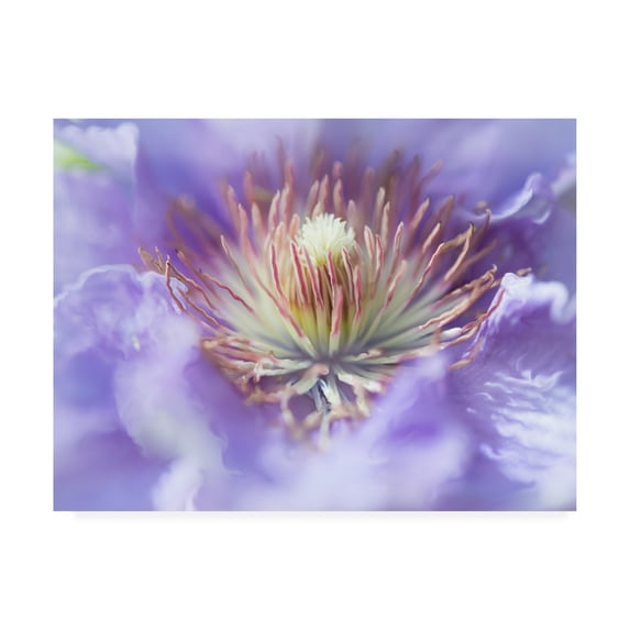 Trademark Fine Art 'Heart of the Camelia I' Canvas Art by Gillian Hunt