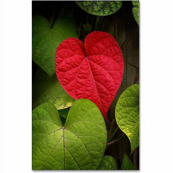 Trademark Fine Art "Heart to Take" Canvas Art by Philippe Sainte-Laudy
