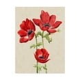thumbnail image 1 of Trademark Fine Art 'Heirloom Anemones I' Canvas Art by Grace Popp, 1 of 4