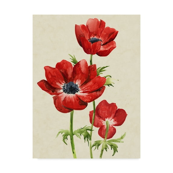 Trademark Fine Art 'Heirloom Anemones II' Canvas Art by Grace Popp