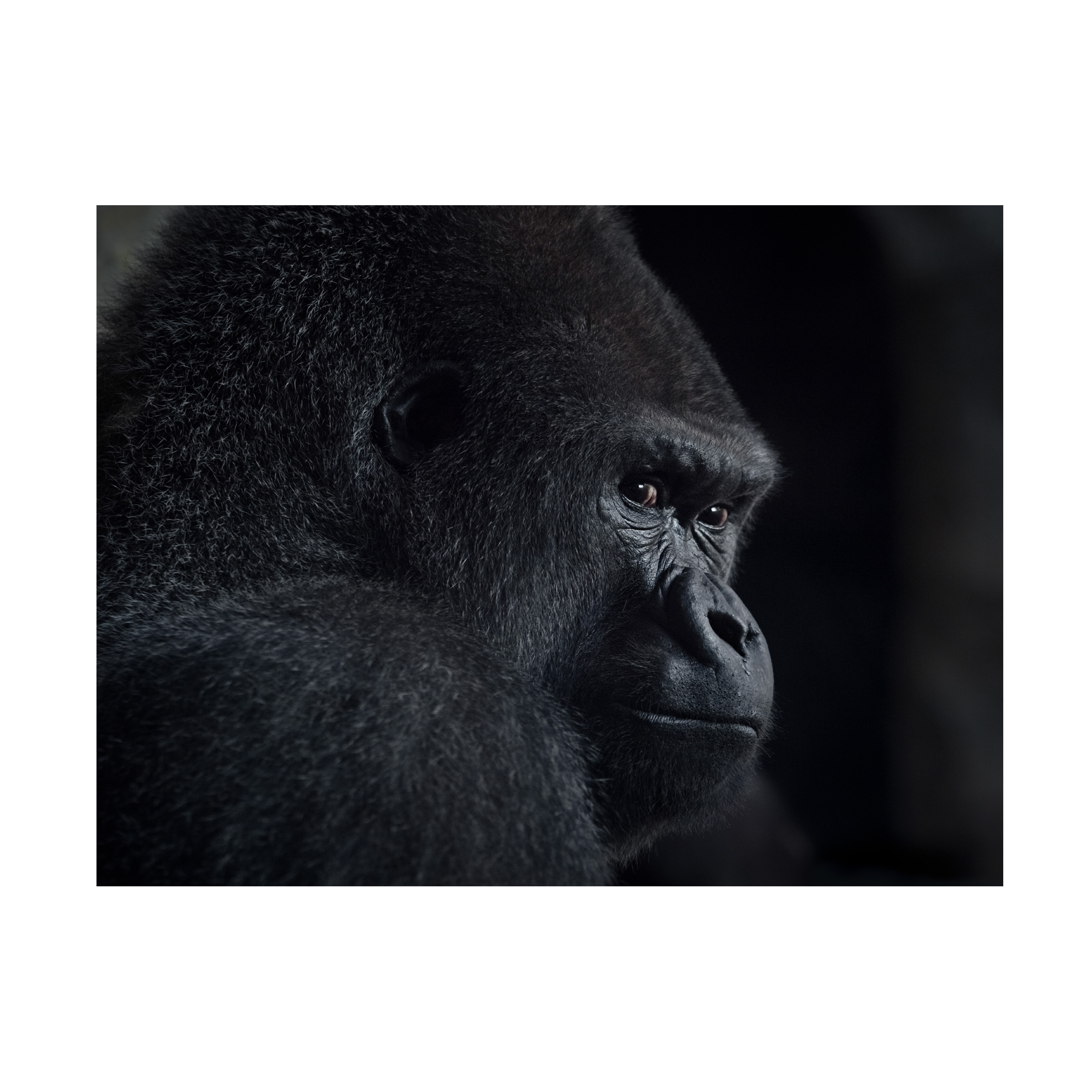 Trademark Fine Art Helena GARCIA HUERTAS Gorilla Gaze Canvas Wall Art