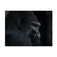 thumbnail image 1 of Trademark Fine Art Helena GARCIA HUERTAS Gorilla Gaze Canvas Wall Art, 1 of 4