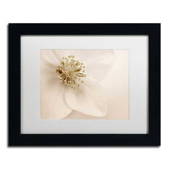 Trademark Fine Art 'Hellebore Christmas Rose' Canvas Art by Cora Niele, White Matte, Black Frame