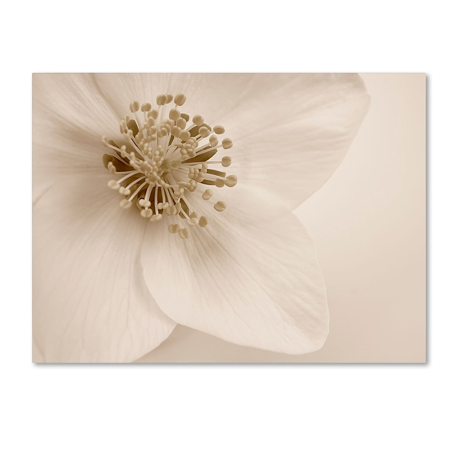 Trademark Fine Art 'Hellebore Christmas Rose' Canvas Art by Cora Niele