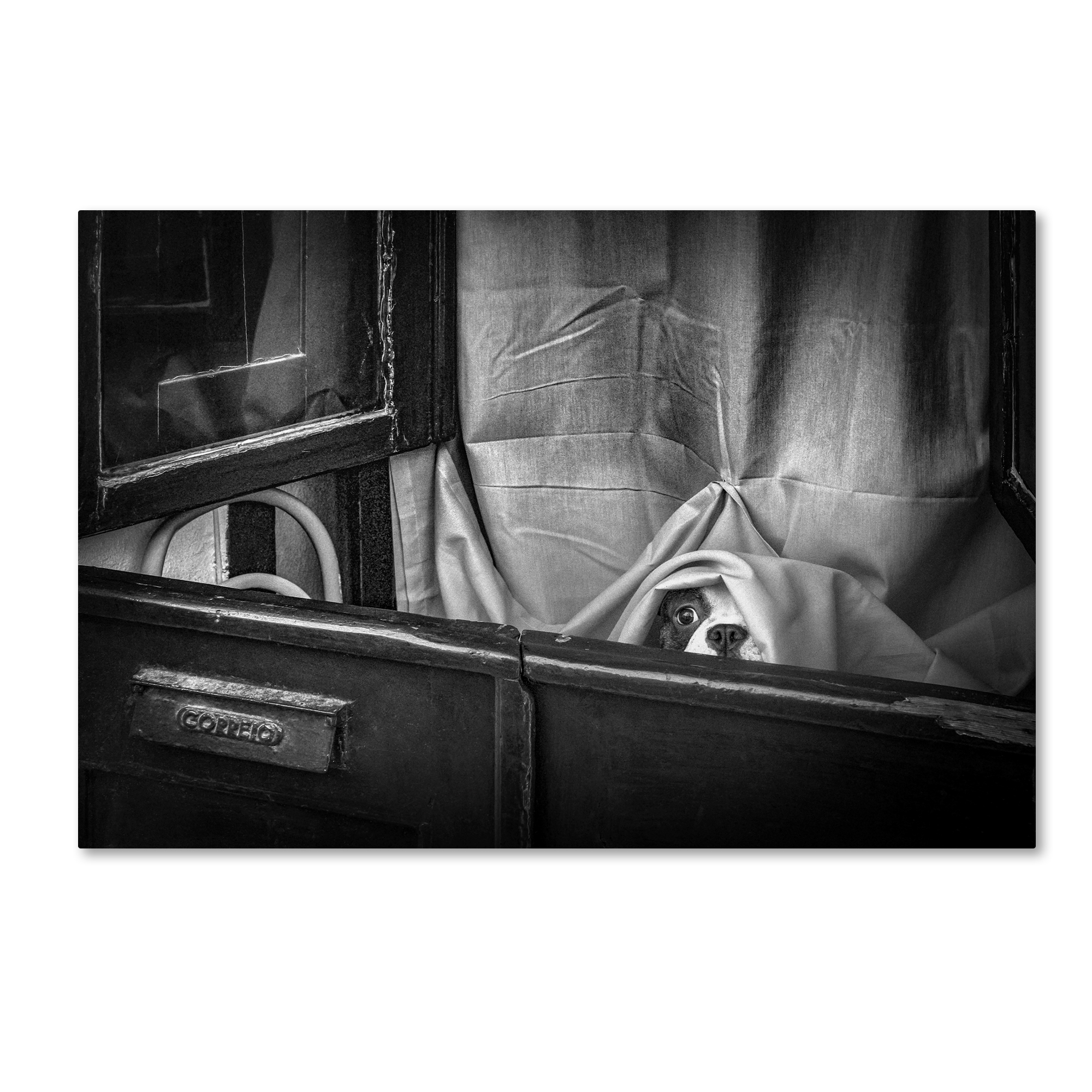 Trademark Fine Art 'Hello' Canvas Art by Fernando Jorge Gonçalves