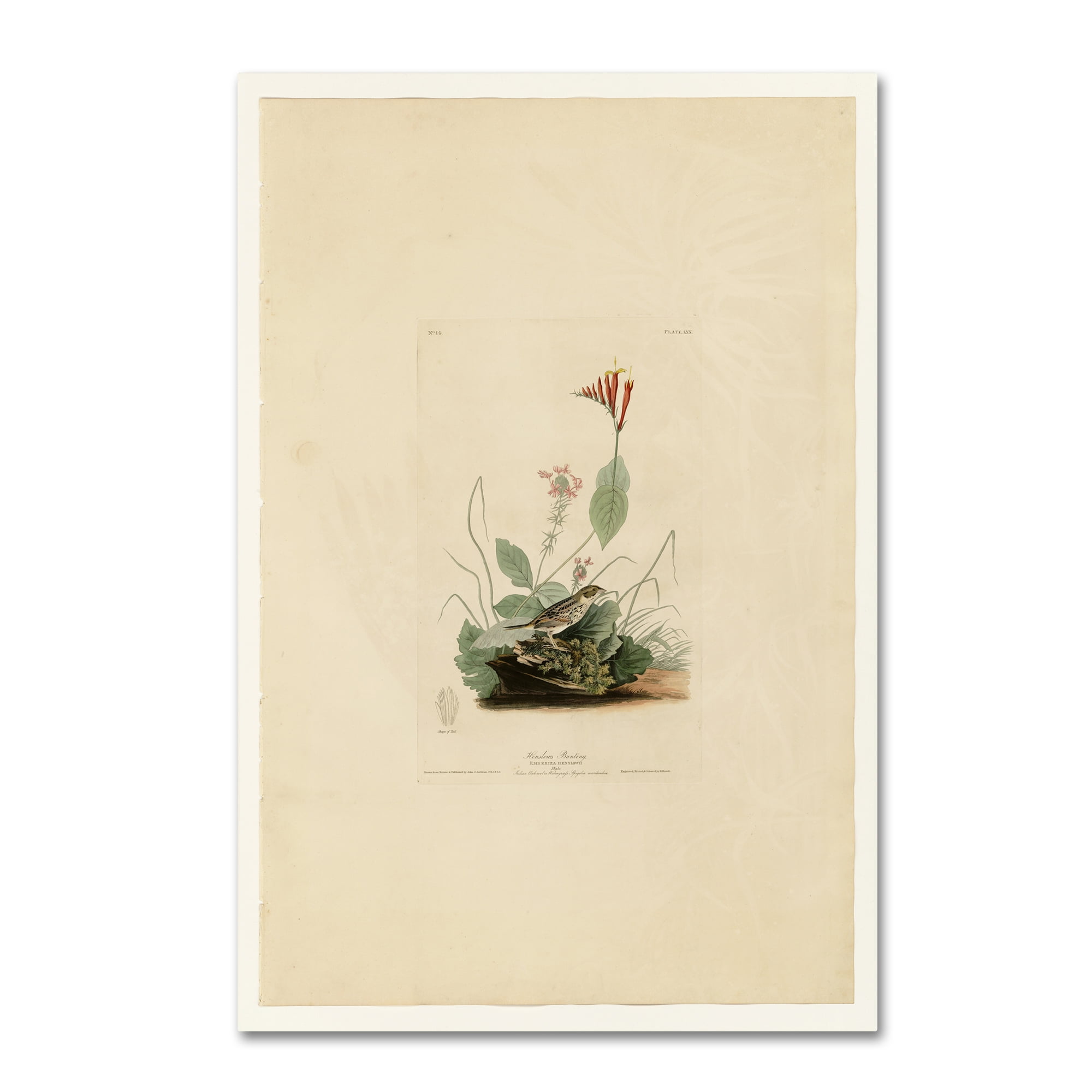 Trademark Fine Art 'Henslows Buntingplate 70' Canvas Art by Audubon