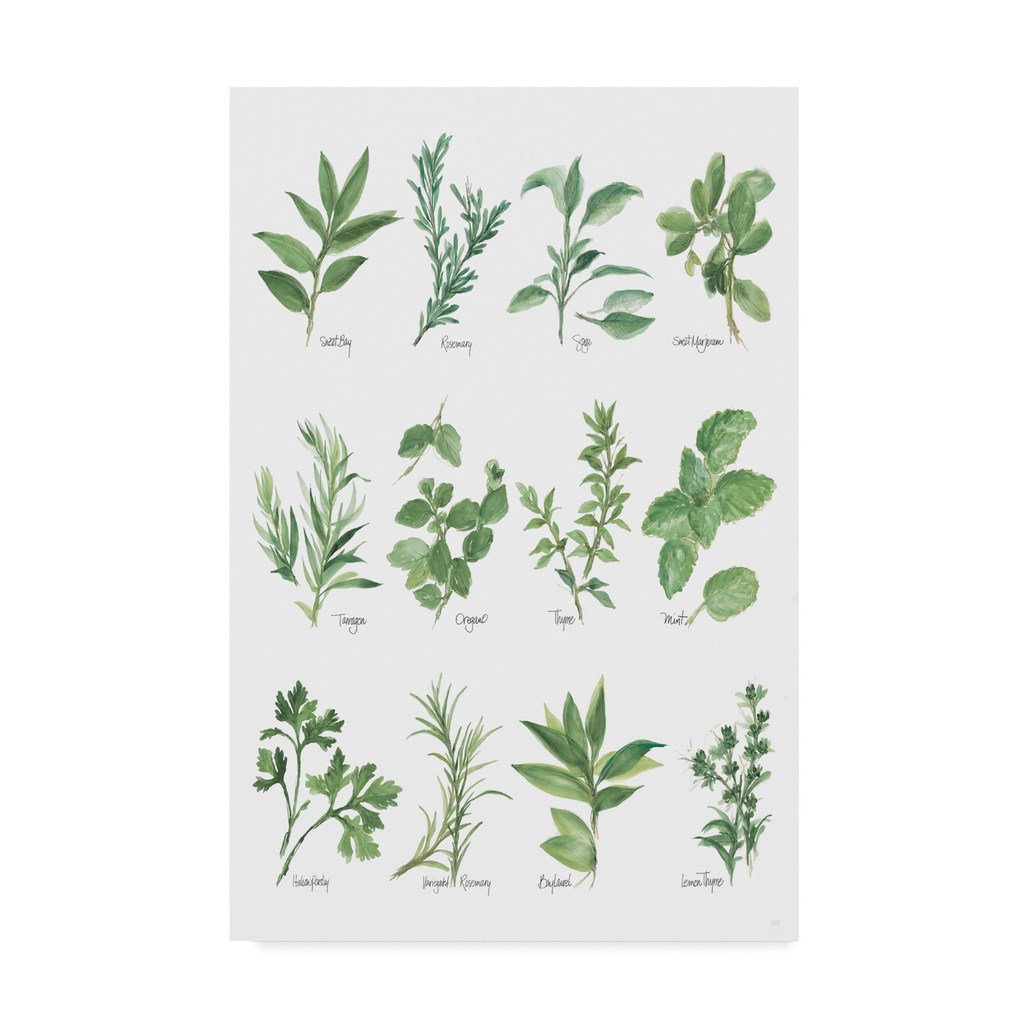 Trademark Fine Art 'Herb Chart' Canvas Art by Chris Paschke