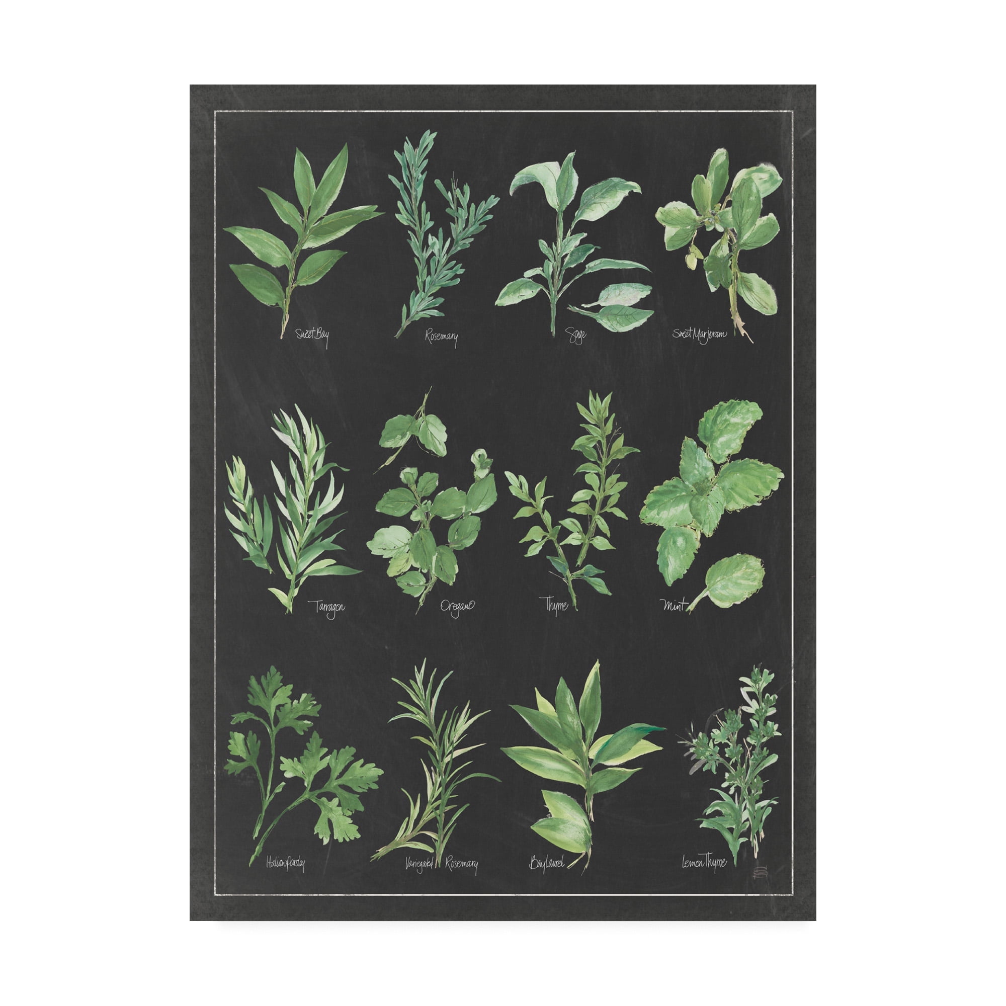 24x32 Black and Green Herb Chart Canvas Print