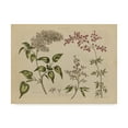 thumbnail image 1 of Trademark Fine Art 'Herbal Botanical I' Canvas Art by Wild Apple Portfolio, 1 of 3