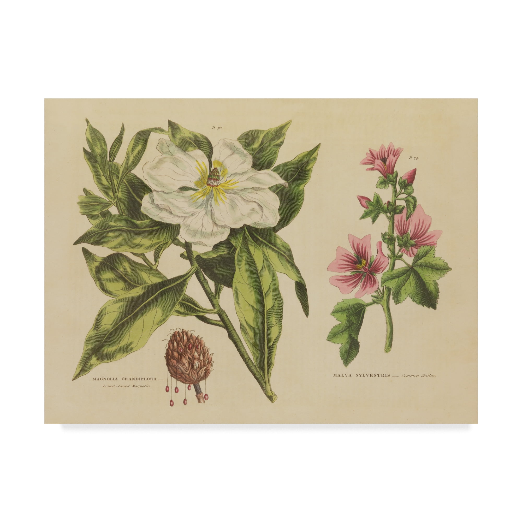 Trademark Fine Art 'Herbal Botanical II' Canvas Art by Wild Apple Portfolio