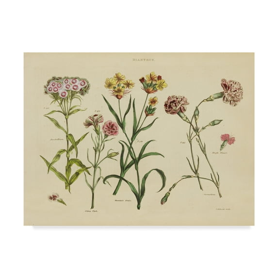 Trademark Fine Art 'Herbal Botanical VIII' Canvas Art by Wild Apple Portfolio