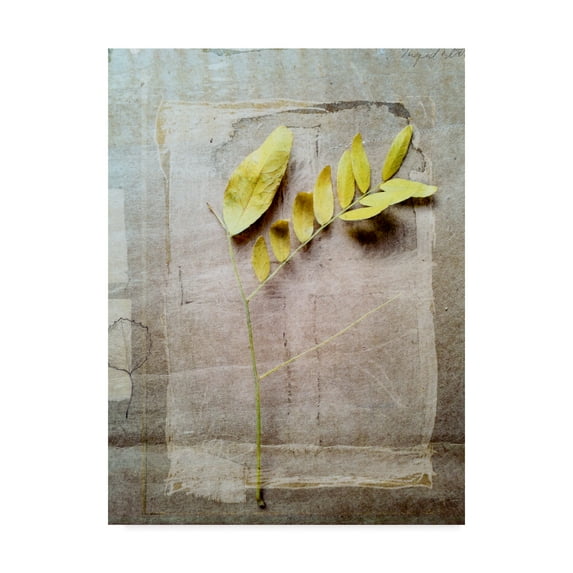Trademark Fine Art 'Herbarium V' Canvas Art by Ingrid Blixt