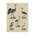 thumbnail image 1 of Trademark Fine Art 'Heron Classification I' Canvas Art by Friedrich Strack, 1 of 4