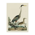 thumbnail image 1 of Trademark Fine Art 'Heron Family I' Canvas Art by Alexander Wilson, 1 of 4