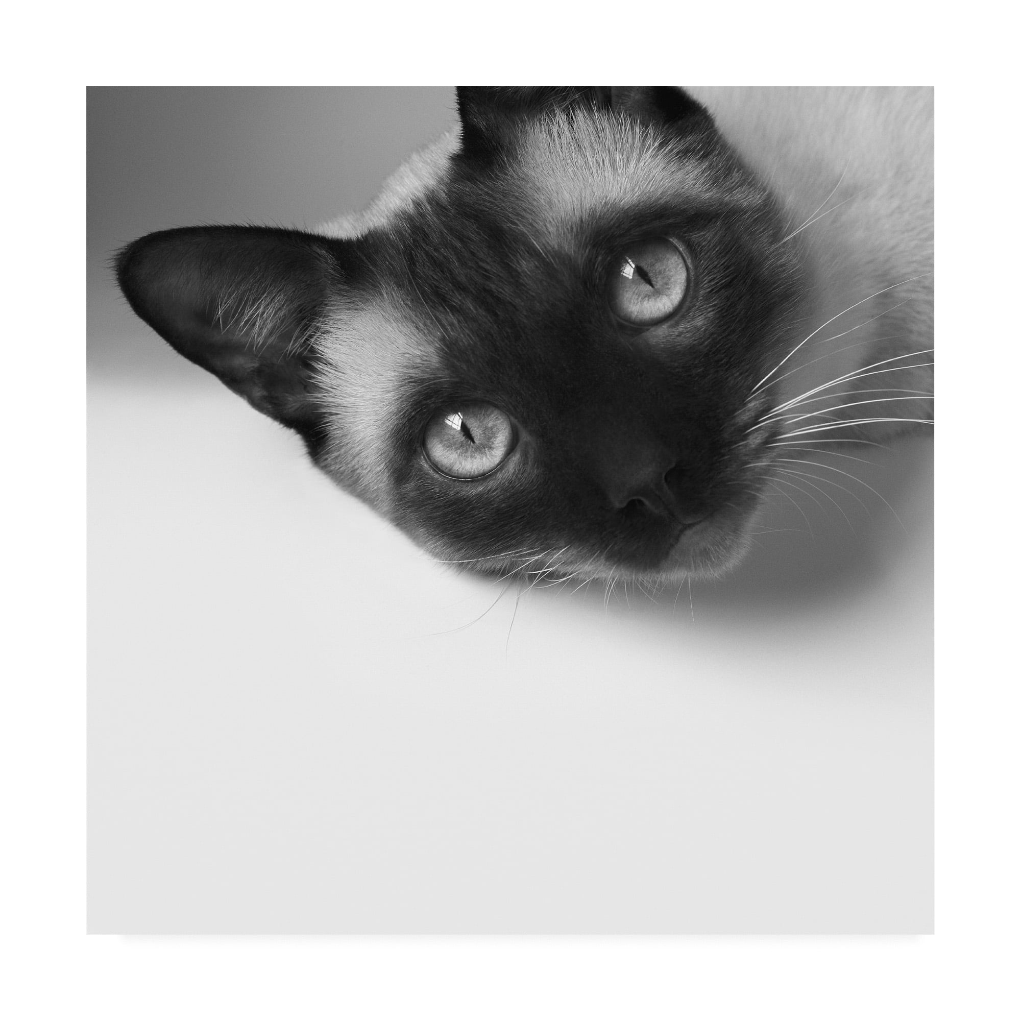 Trademark Fine Art 'Hey!' Canvas Art by Jon Bertell