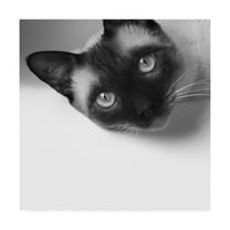 Trademark Fine Art 'Hey!' Canvas Art by Jon Bertell
