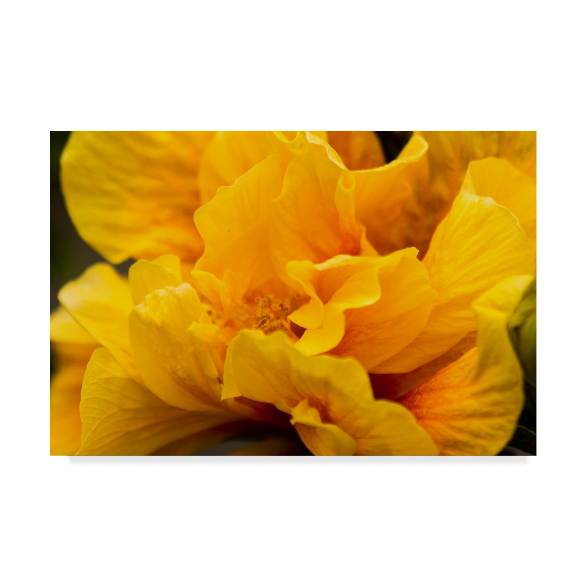 Trademark Fine Art 'Hibiscus Folds' Canvas Art by Chris Moyer