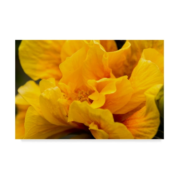 Trademark Fine Art 'Hibiscus Folds' Canvas Art by Chris Moyer