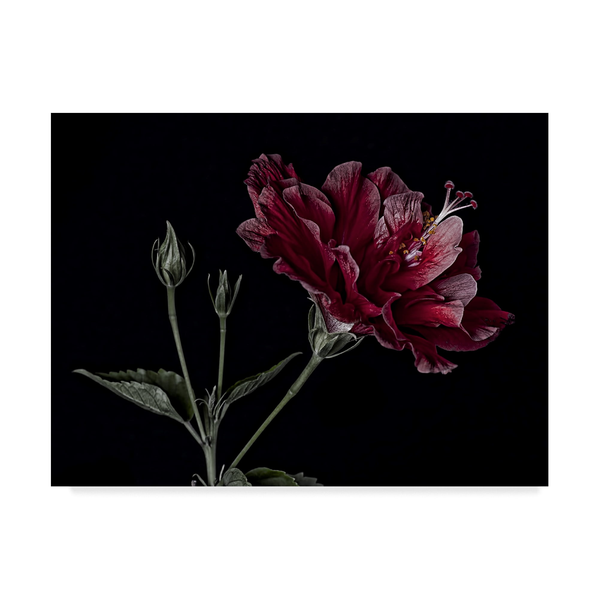 Trademark Fine Art 'Hibiscus Reds' Canvas Art by Lori Hutchison