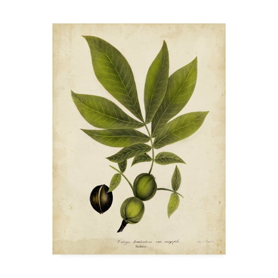 Trademark Fine Art 'Hickory Tree Foliage' Canvas Art by John Torrey