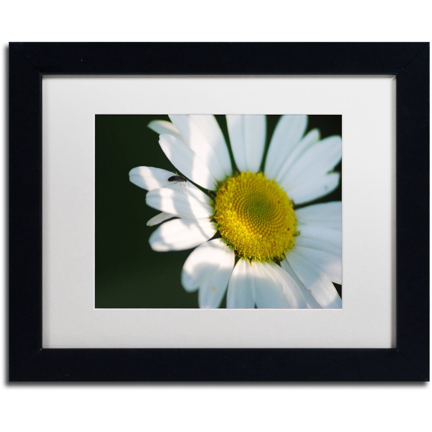 Trademark Fine Art "Hidden in Shadows" Canvas Art by Monica Mize, White Matte, Black Frame