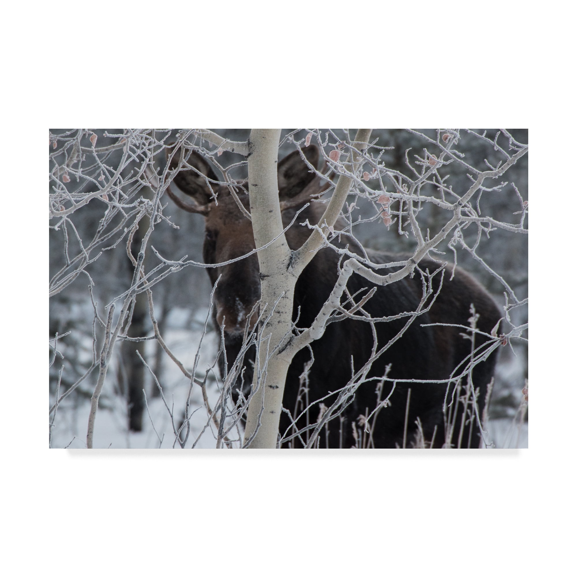 Trademark Fine Art 'Hiding Moose' Canvas Art by Brenda Petrella Photography Llc