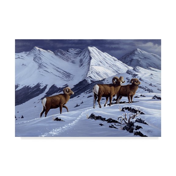 Trademark Fine Art 'High Country Rams' Canvas Art by Wilhelm Goebel