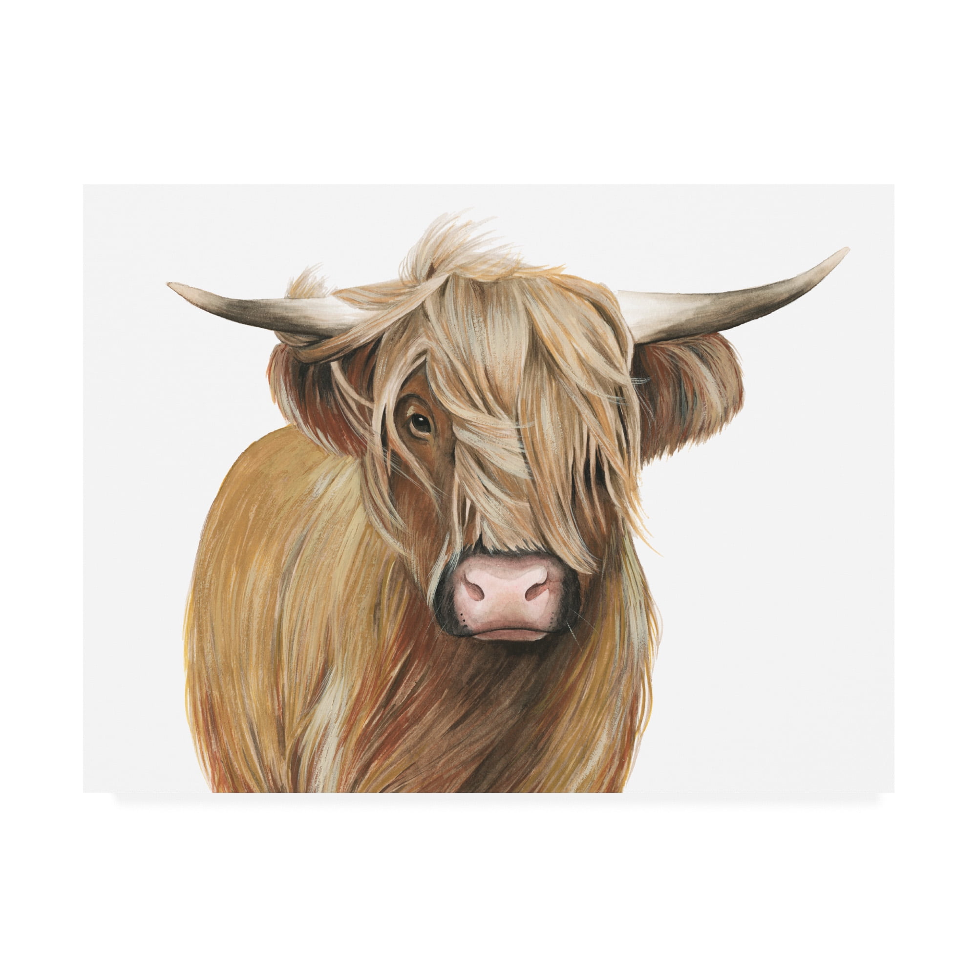 Trademark Fine Art 'Highland Cattle I' Canvas Art by Grace Popp