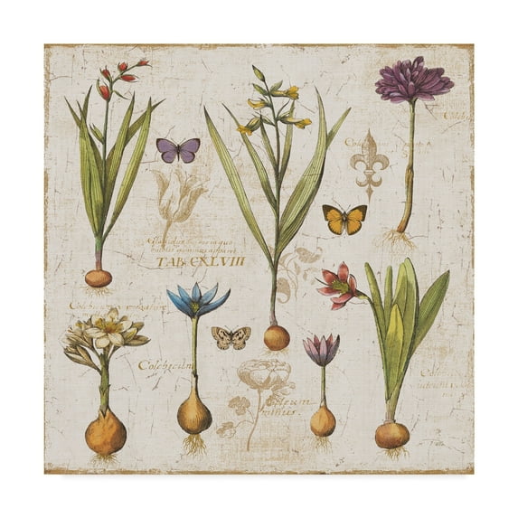 Trademark Fine Art 'Histoire Naturelle V' Canvas Art by Pela