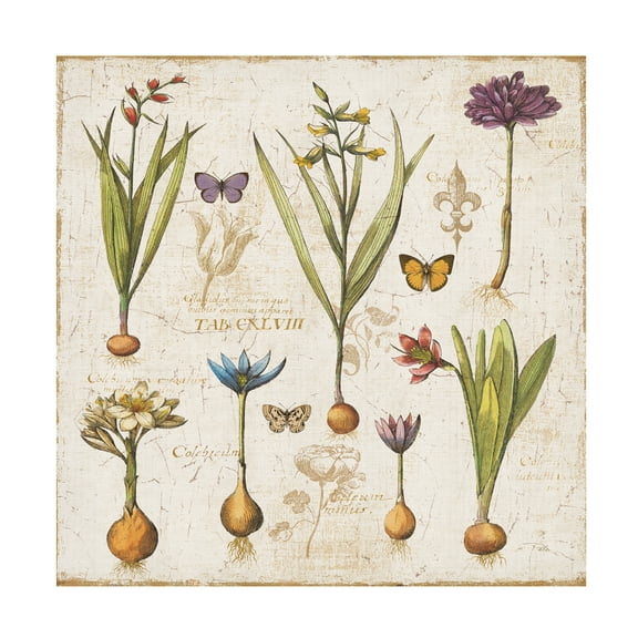 Trademark Fine Art 'Histoire Naturelle V' Canvas Art by Pela