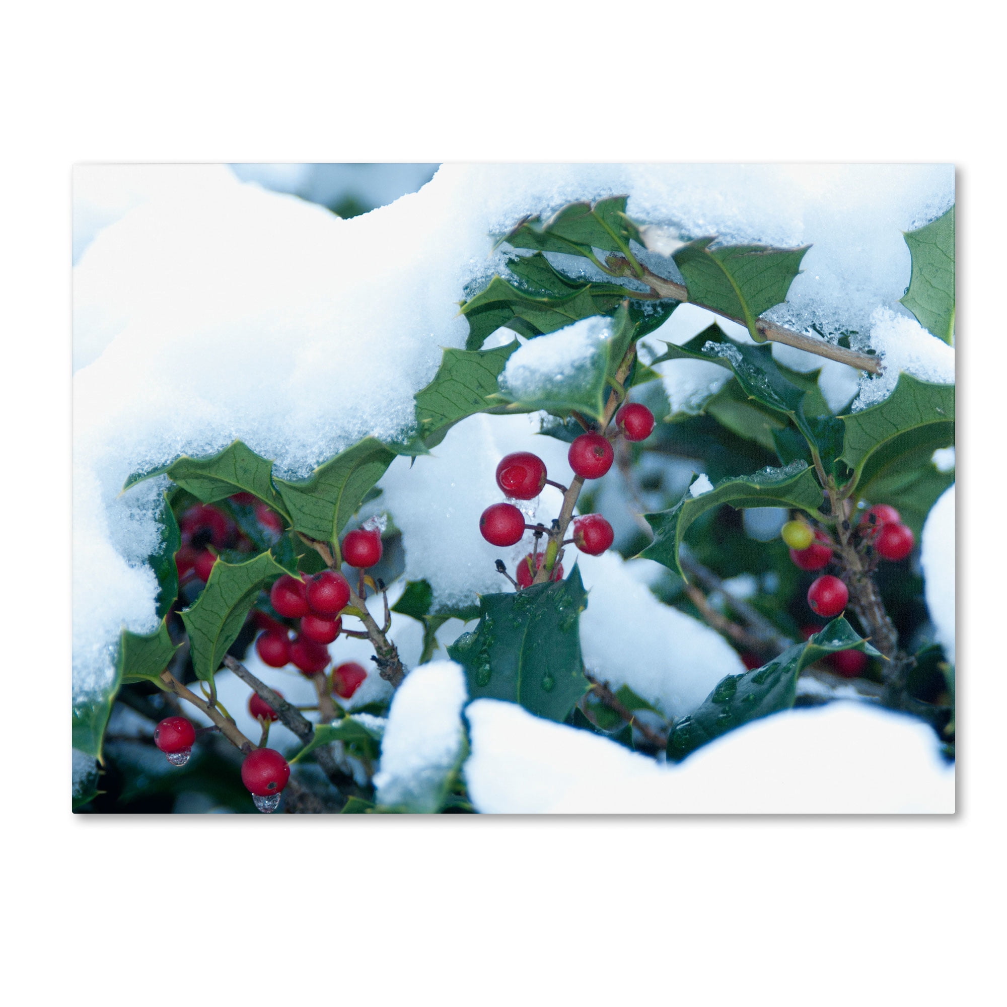 Trademark Fine Art "Holly in the Snow" Canvas Art by Kurt Shaffer