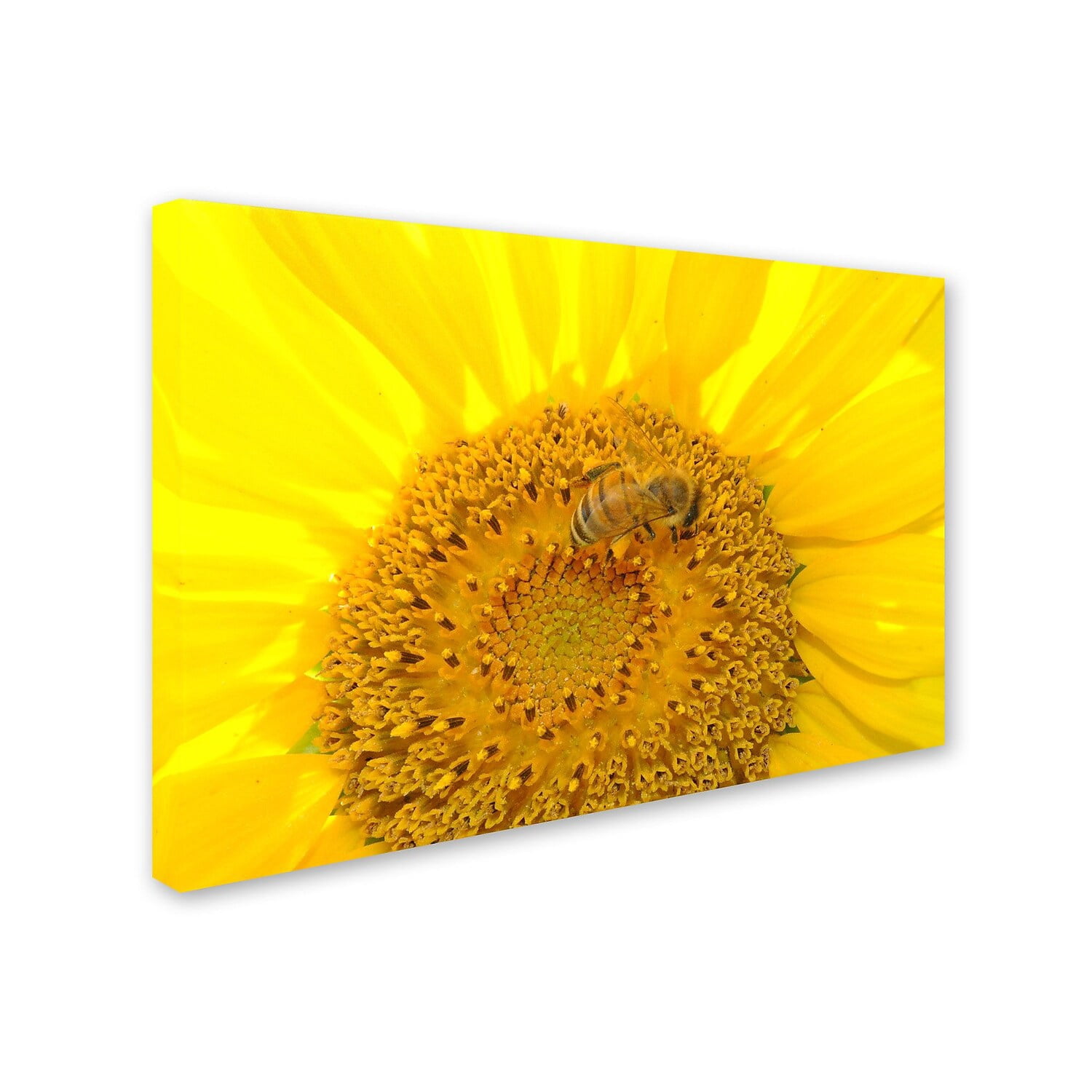 Trademark Fine Art "Honey-Maker" Canvas Art by Monica Fleet