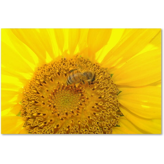 Trademark Fine Art "Honey-Maker" Canvas Art by Monica Fleet