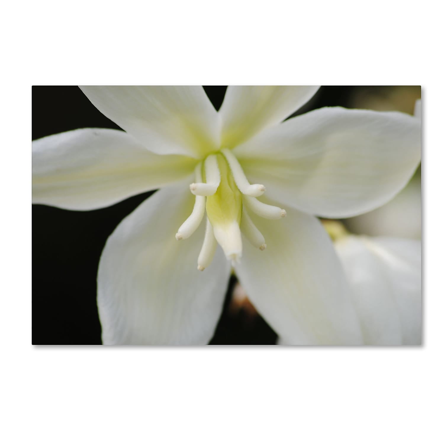 Trademark Fine Art "Hope" Canvas Art by Monica Mize
