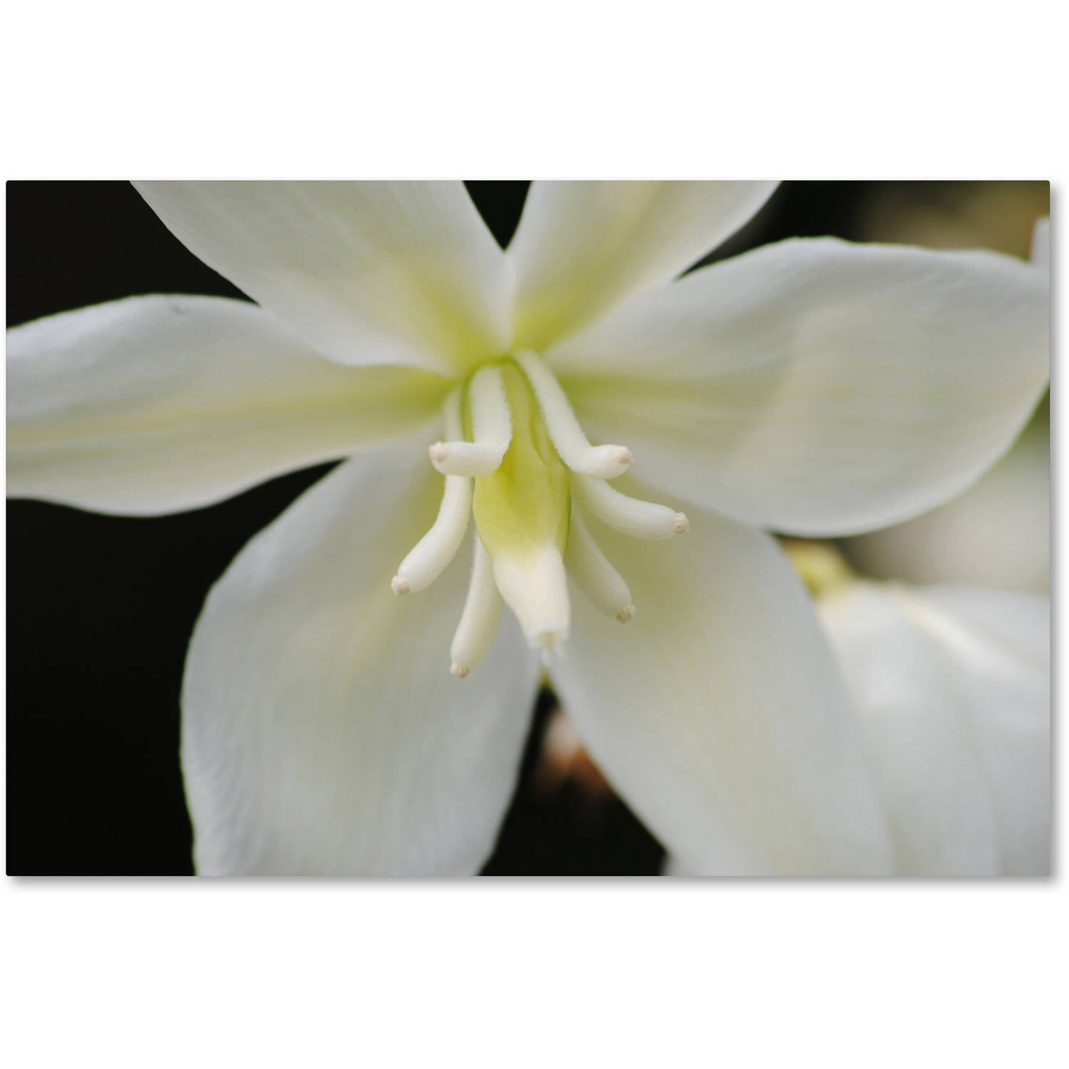 Trademark Fine Art "Hope" Canvas Art by Monica Mize