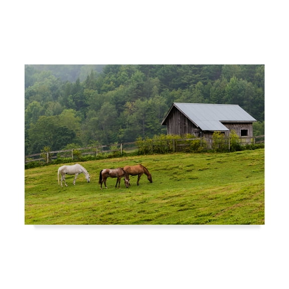 Trademark Fine Art 'Horse Farm Green' Canvas Art by Brenda Petrella Photography Llc