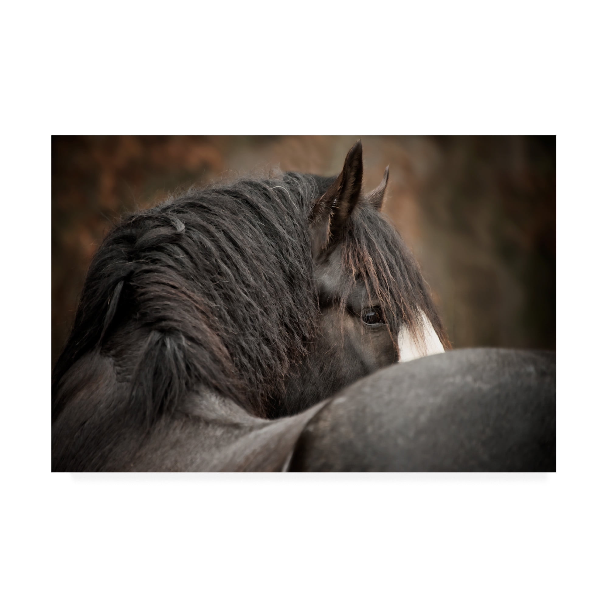 Horse Looking Back Framed Canvas Print, 12 x 19 Inches