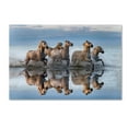 thumbnail image 1 of Trademark Fine Art 'Horses And Reflection' Canvas Art by Xavier Ortega, 1 of 3