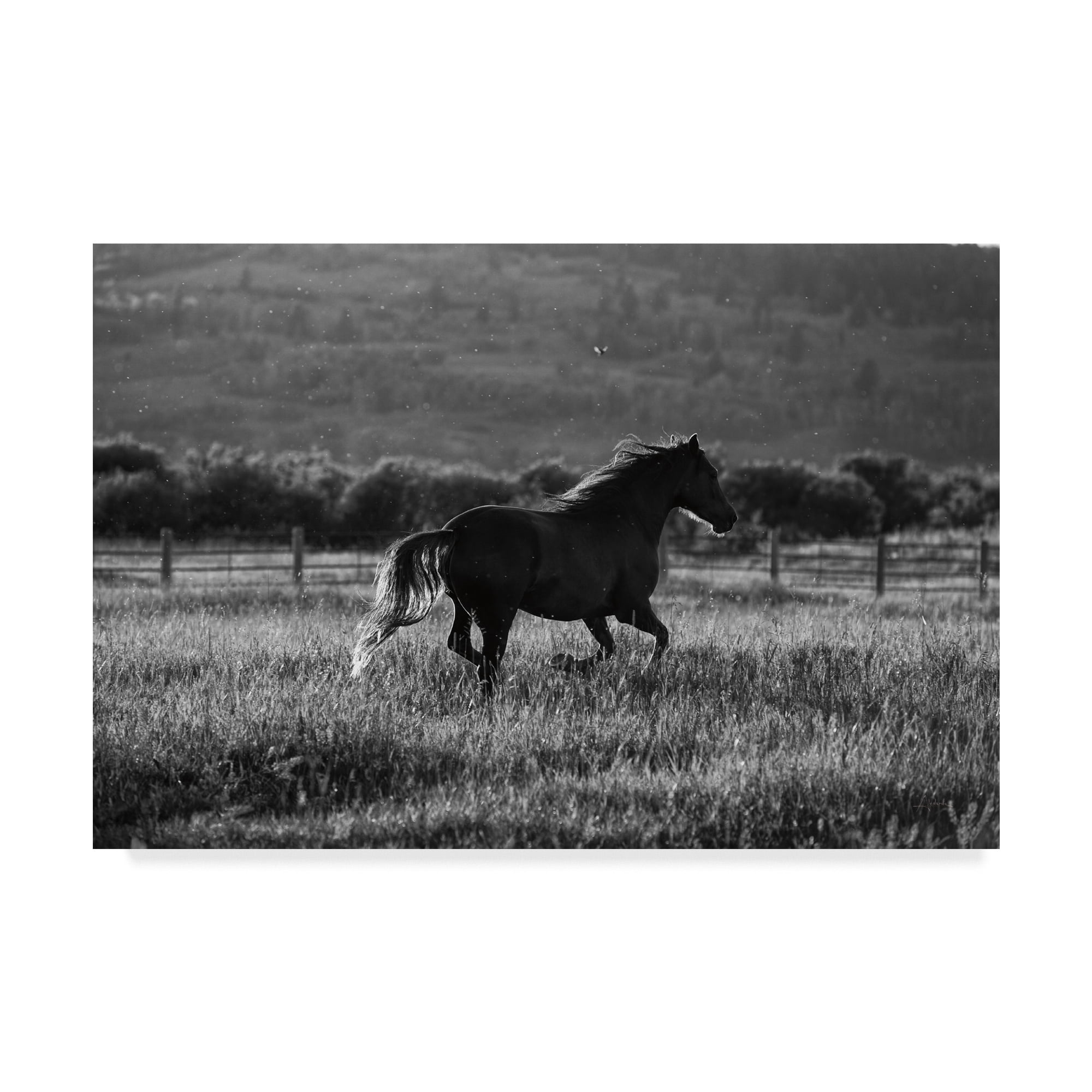 Trademark Fine Art 'Horses Going Home' Canvas Art by Aledanda
