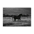 thumbnail image 1 of Trademark Fine Art 'Horses Going Home' Canvas Art by Aledanda, 1 of 3
