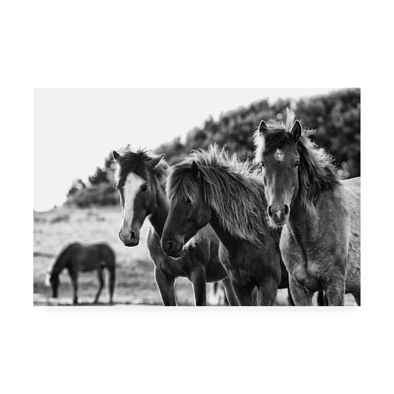 Trademark Fine Art 'Horses Three Crop' Canvas Art by Aledanda