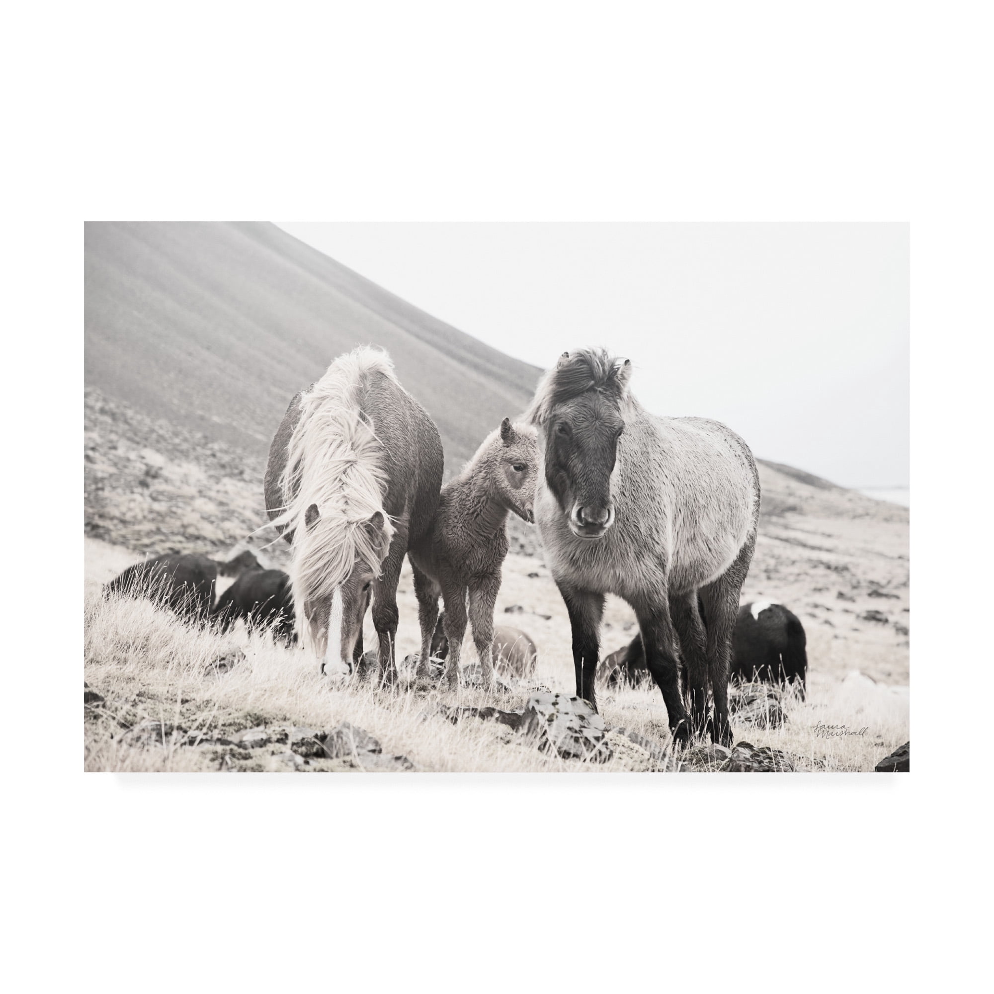 Trademark Fine Art 'Horses of Hofn I BW' Canvas Art by Laura Marshall