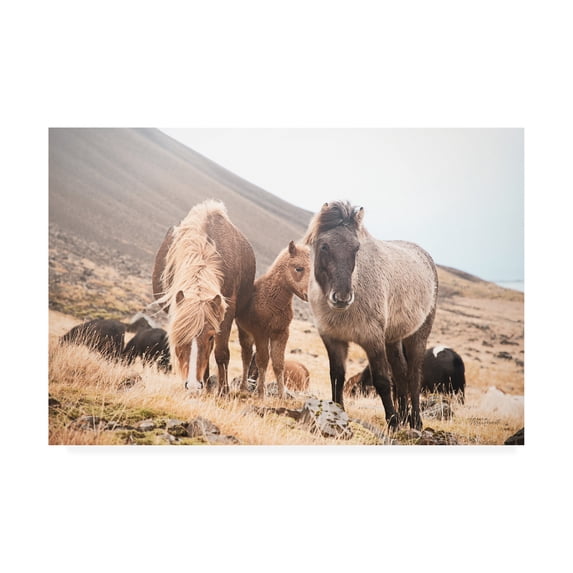 Trademark Fine Art 'Horses of Hofn I' Canvas Art by Laura Marshall