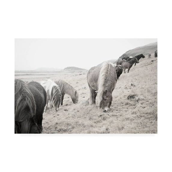 Trademark Fine Art 'Horses of Hofn II BW' Canvas Art by Laura Marshall