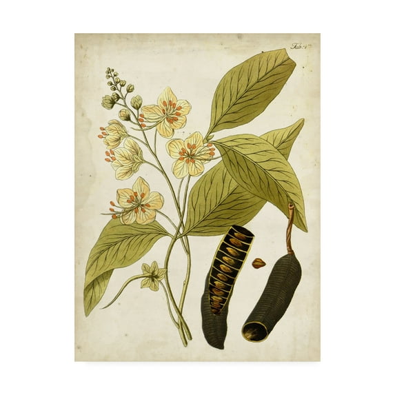 Trademark Fine Art 'Horticultural Specimen II' Canvas Art by Unknown