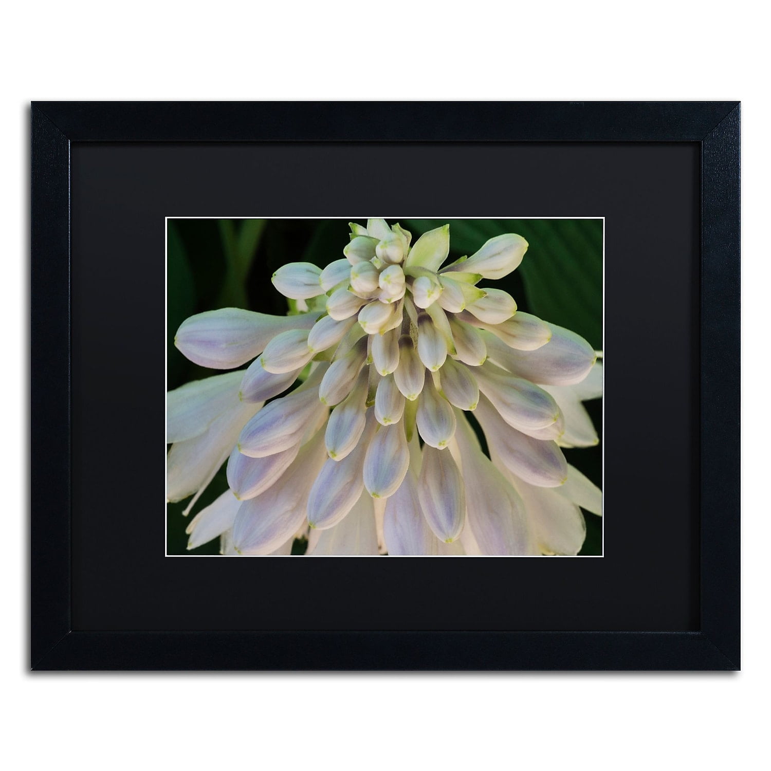 Trademark Fine Art "Hosta Flower Abstract" Canvas Art by Kurt Shaffer Black Matte, Black Frame
