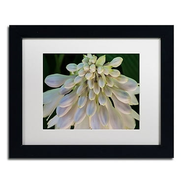 Trademark Fine Art "Hosta Flower Abstract" Canvas Art by Kurt Shaffer White Matte, Black Frame