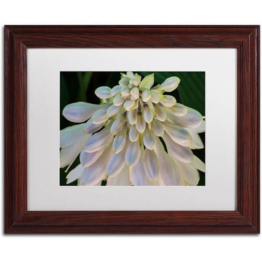 Trademark Fine Art "Hosta Flower Abstract" Canvas Art by Kurt Shaffer White Matte, Wood Frame