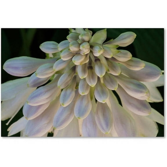 Trademark Fine Art "Hosta Flower Abstract" Canvas Art by Kurt Shaffer